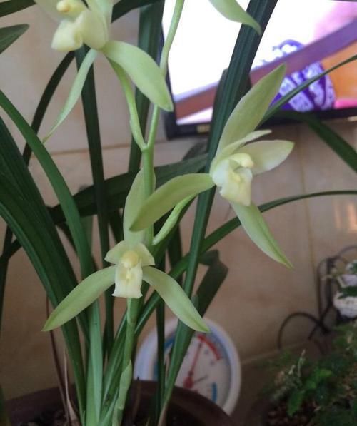  兰花|香味最浓的兰花，每年开花3次，花色纯洁，即使新手也能养好