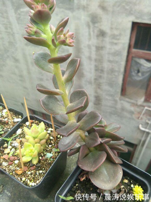 大和锦|多肉长残的照片,看一次笑一次,根治各种抑郁