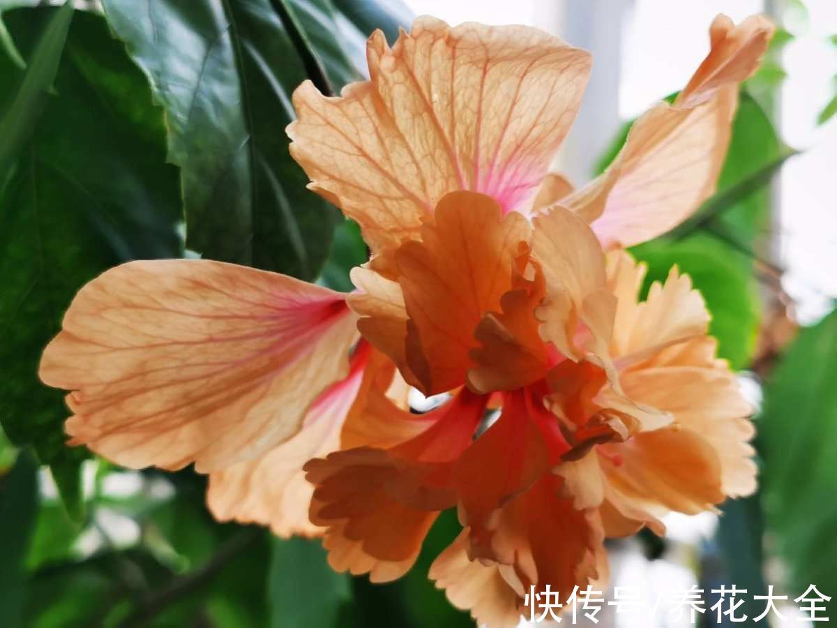 米兰米兰|5种四季开花的植物,养一盆在家里,四季有花看