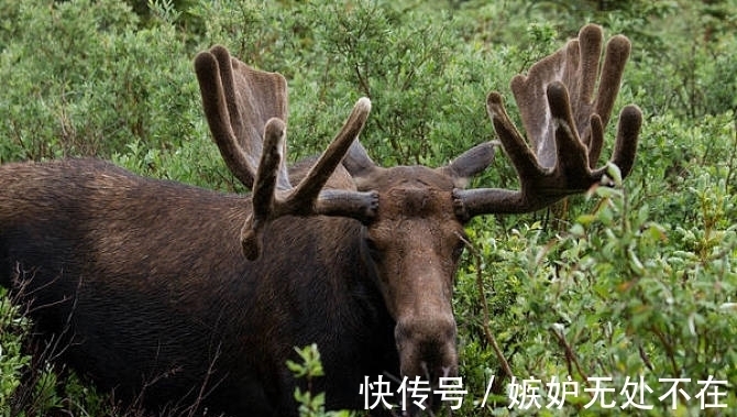 美国@“牛魔王”的坐骑现身美国,如今泛滥成灾,只有养狼才能勉强应付