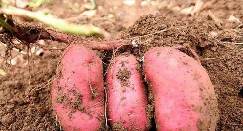 红薯|人倒下的不是病,而是无知!吃红薯要注意“3不”,早知早受益!