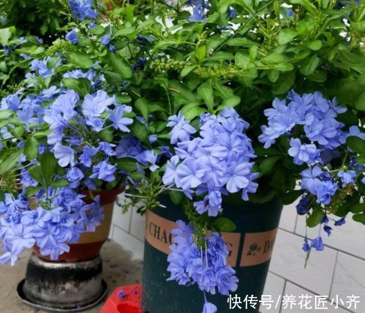 植物|七月适合种啥花？就是这4种花，能持续开花到冬季，关键是好养