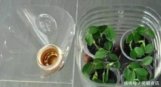 别再花钱买花盆了,将塑料瓶一处理栽花,比买来的更漂亮、独特