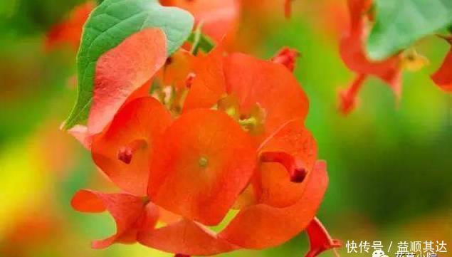 花草盆栽：6种冬天开花的植物，随便养上一盆，美翻整个寒冬！