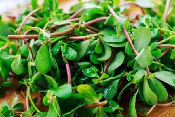 肾上腺素|农村人经常吃的野菜,很多城里人都没见过,被称为“长寿菜”!