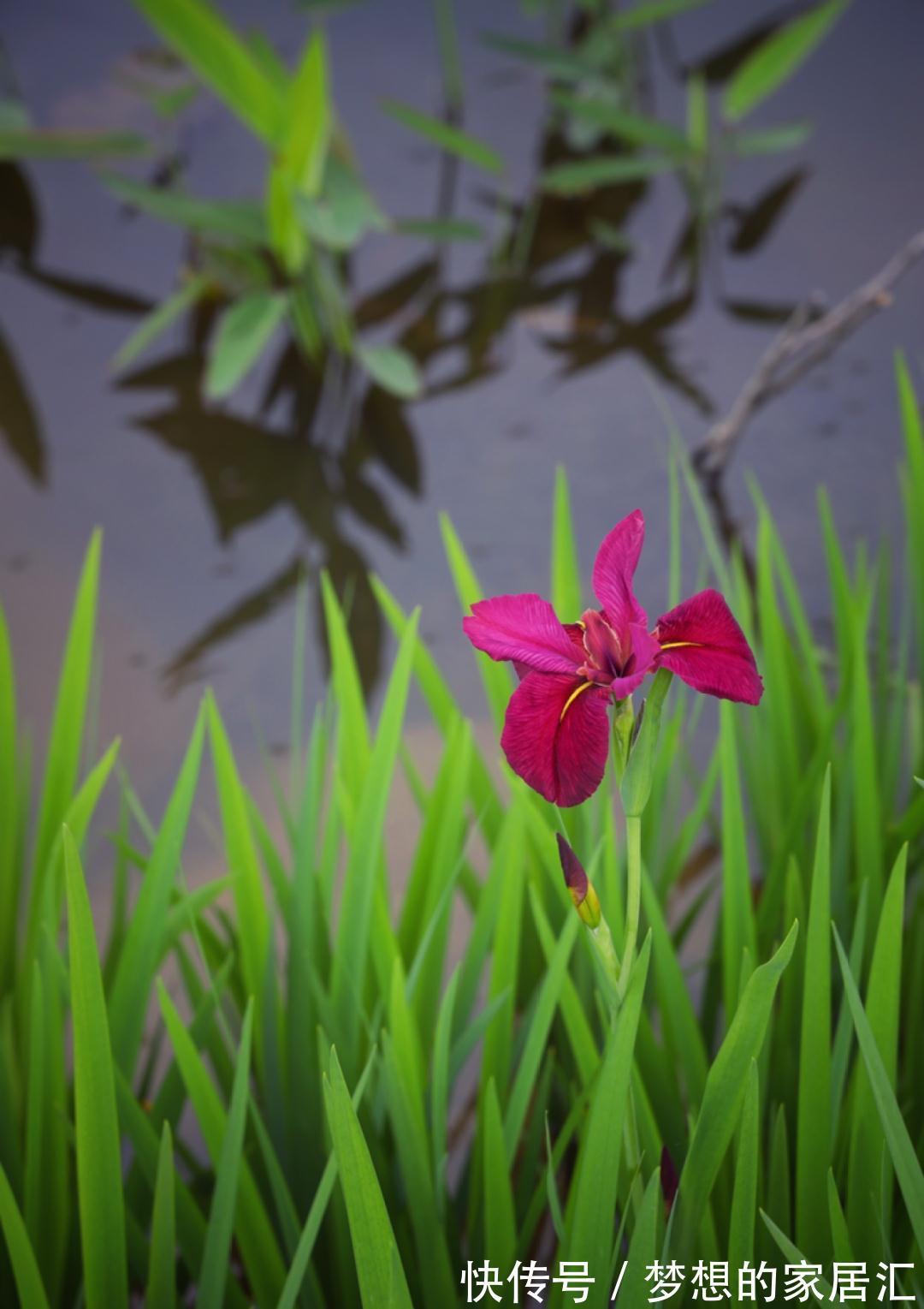 10种花太能喝水,一天一瓢水,7天爆满缸