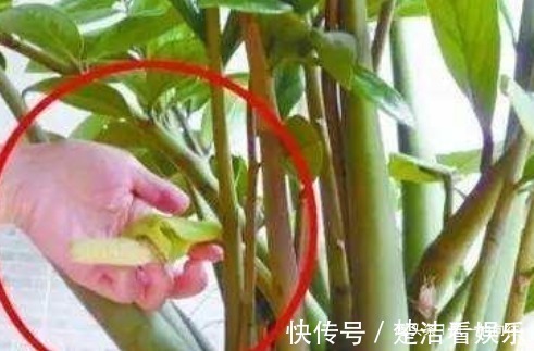 叶片|自带“财气”的3种花,家里一定要养,添福添吉日子越过越红火