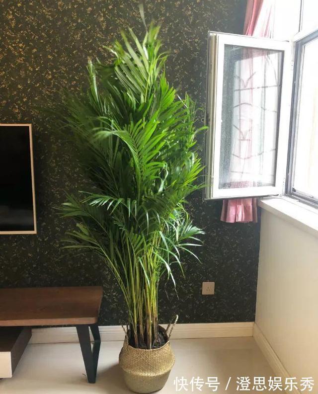 常春藤|6种花,能养人,高档大气有品味,越养越有“好身体”