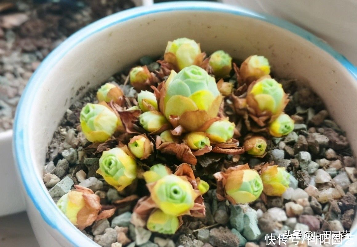 多肉“酒杯玫瑰”，高温必须断水，花土里有水，指定黑腐掉