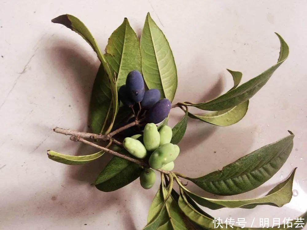 桂树|这种树的花120元1斤,果实却长满树没人要,殊不知价值极高