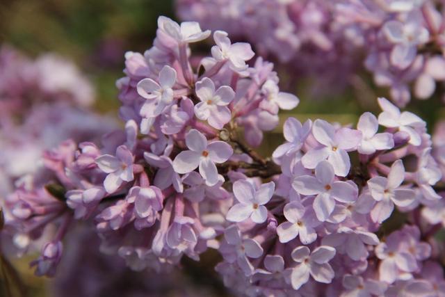 漂亮的花都有毒,这几种花不建议大家养,也不建议大家碰