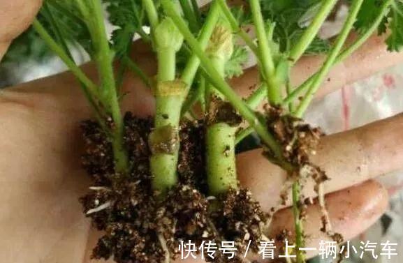 扦插|教你3招,天竺葵一插就活,迅速生根,越长越旺