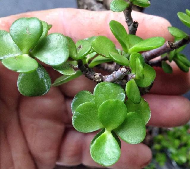 此花养上3、5年，给''1万''都舍不得卖，聪明养花人的首选