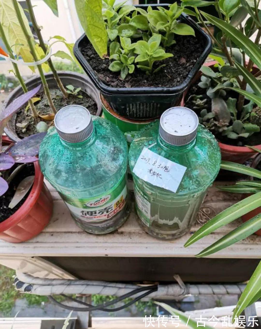 养花技巧:8种情况不能施肥,跟毒药一样,浇完花就玩完了