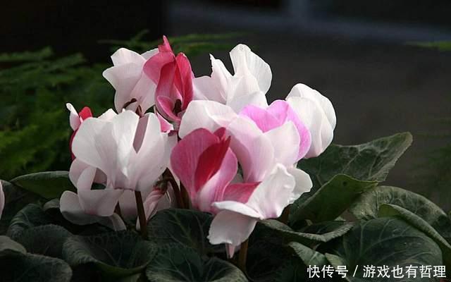 新买的仙客来,枝条老化,花苞脱落,怎么办