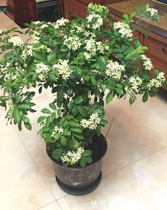 阳台养一盆它，比桂花栀子花还香，教你“3招”，长成盆景开满花