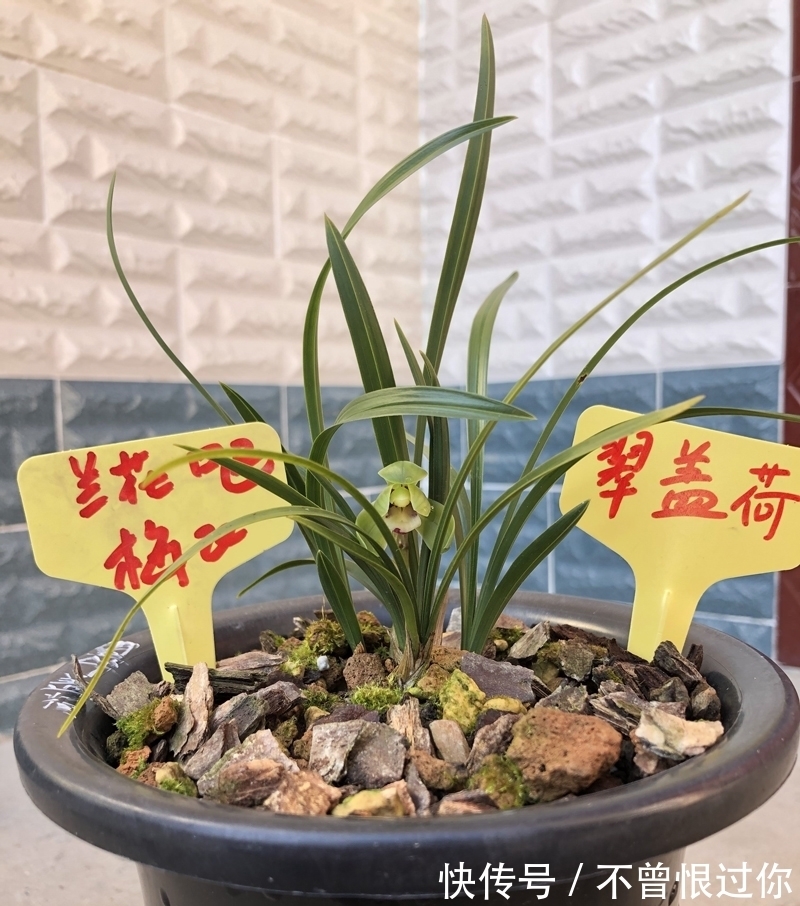 新栽兰花的杀菌工作,很多人都是胡乱操作,杀与不杀得看情况