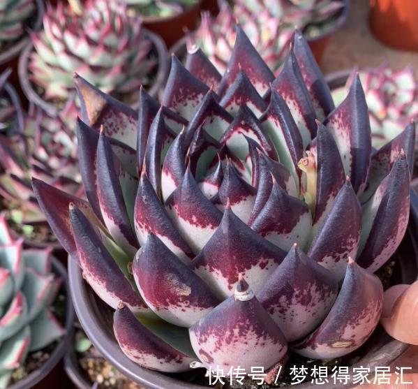 多肉植物|3种高颜值多肉,有人喜欢有人厌,掌握喜好容易出状态