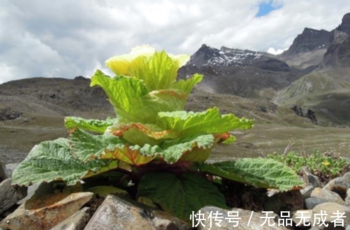 植物|喜马拉雅山最“神秘”的植物，寿命仅有七年，一生只开一次花