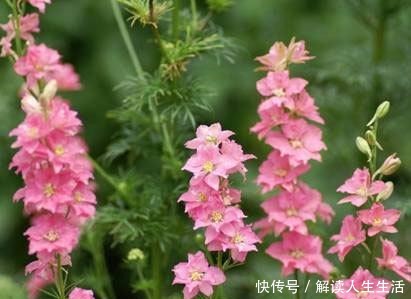 世界最毒的花有哪些十种最毒的花!