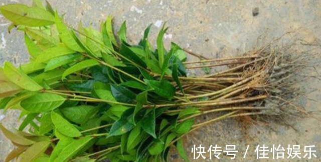 3种“香香树”，剪个枝丫，插土里，15天生根，开花满屋香