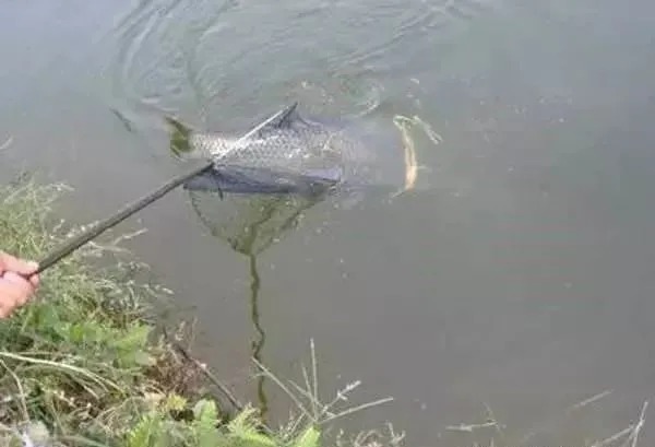 冬钓鲫鱼，水底是否有鱼，只需看“一点”，老手才懂！