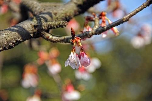 “史上最早”樱花季来了？梅花表示不爽：我还没红够呢