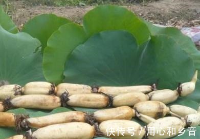 洋葱|夏天,建议多给家人吃5种碱性蔬菜,应季而食,健康度过三伏天!