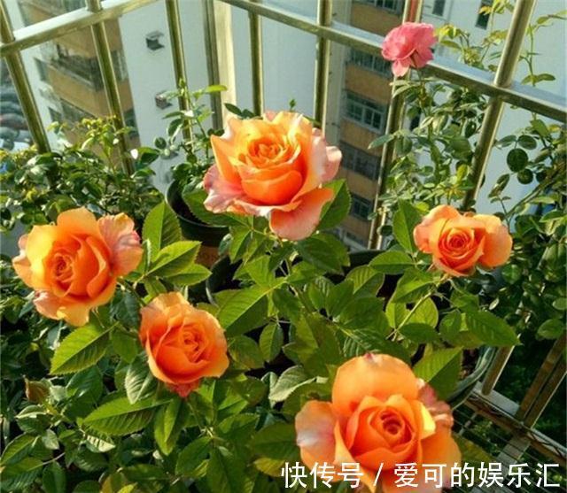 阳台如何养好月季,了解这些规则,新手也能养爆花