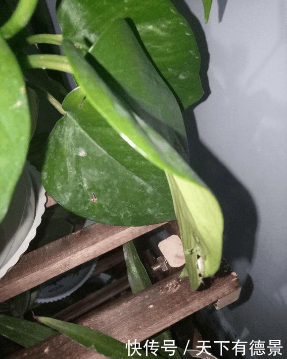 二氧化碳|绿萝放在室内就能活,错,这些地方空着也不能放