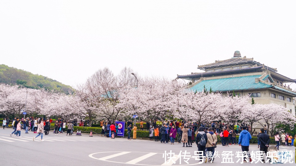 樱花|凛冬退却，春意盎然，打卡几处赏花的绝佳胜地，看看哪处你最心仪