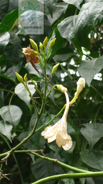 接骨凉伞,见过吗?散瘀消肿。外用治跌打、骨折