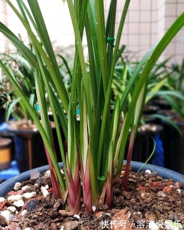 秋天|秋天准备“抗冻肥”,给君子兰、蟹爪兰“喂上”,长得旺、开花多