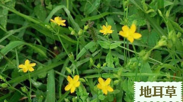 曲曲菜曲曲菜|一堆护肝药,不如水里泡一点它,毒素清了肝脏干净,乙肝也能长寿