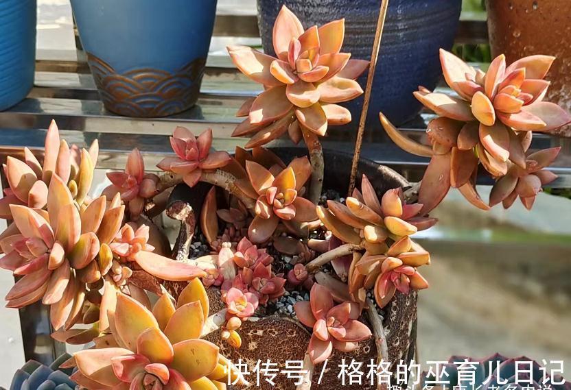 上盆|老肉友的多肉上盆秘籍,新手看完照着操作,回头就能变成高手