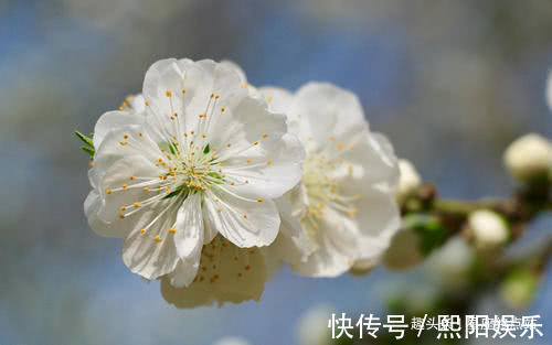 生肖|越长大越美，越老越有福气，长得漂亮又有福气的四大生肖女