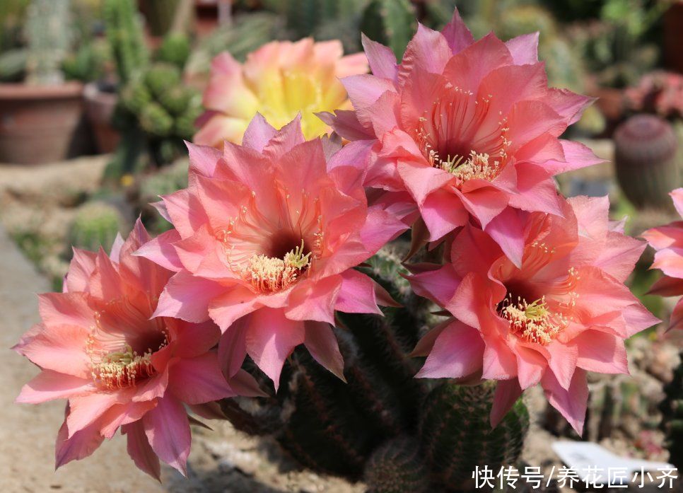 肥料|家中常见的6种花，想要夏季花开不断，不要吝啬光照，使劲晒