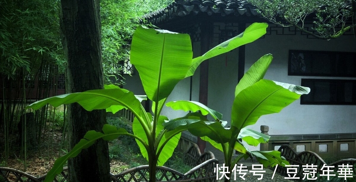 诗句|三首清新的咏芭蕉诗词,韵味悠长,美不胜收