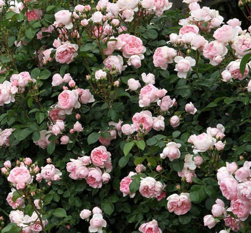 藤本|不容错过的6种藤本月季,养两年爬满墙,长势旺开花美,真过瘾