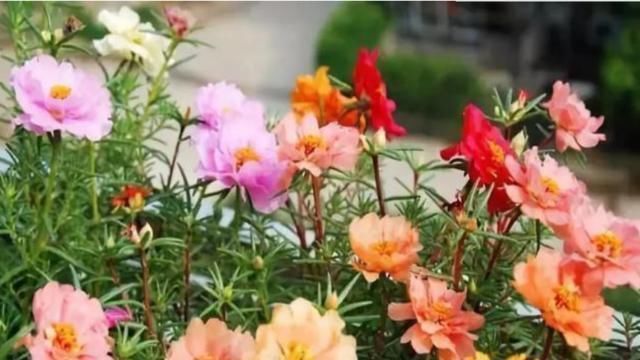 懒人|最适合“懒人”养的4种花,随意丢盆里就能活,给点水就疯长