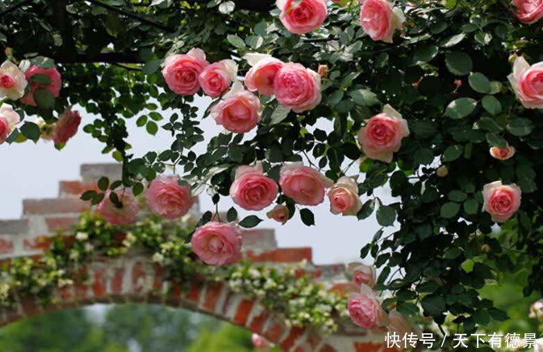 藤本月季|她26岁,却过上了神仙般的生活,满园花海,看书赏花,羡煞旁人