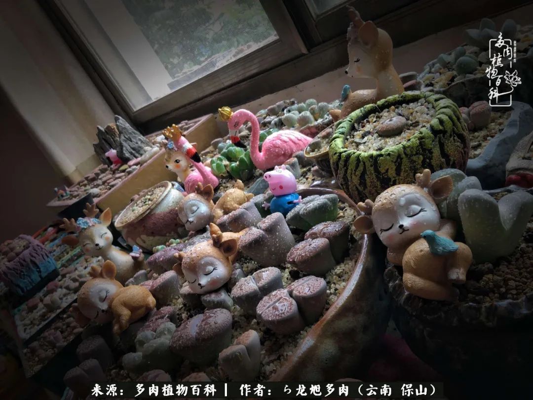 多肉植物|遇见多肉，遇见不一样的你，一养就是10几年！