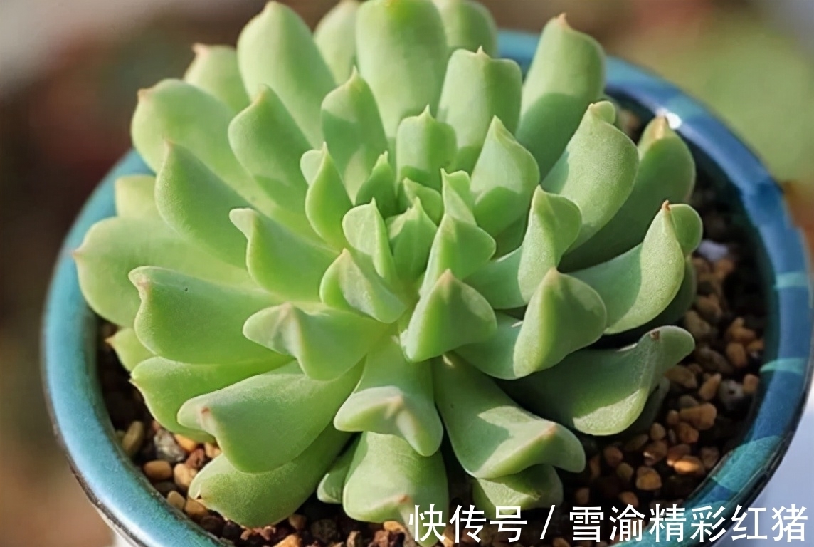 9种多肉长相很奇特,家里养上一盆,新奇又别致