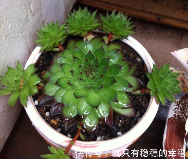 它堪称普货多肉之王,盆栽把控好5个细节,犹如朵朵盛开的莲花