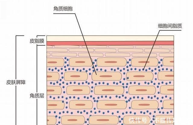 屏障|老生常谈：“补水”毁了多少好皮肤？面膜敷得少，皮肤会更好