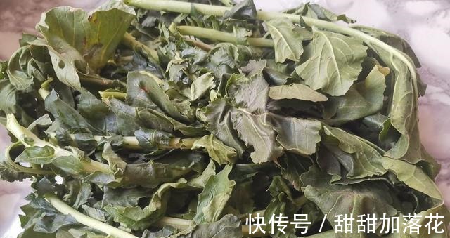 这叶子比根更营养，别再扔掉了，10月正鲜嫩，清脆爽口特下饭！