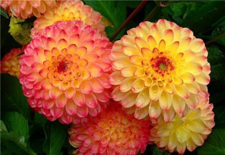 被名字耽误的8种花，好养好看开花惊艳，你最喜欢哪种？