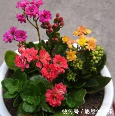 肥料|家居养花养花达人的自制有机肥料的方法，不用买花肥了！
