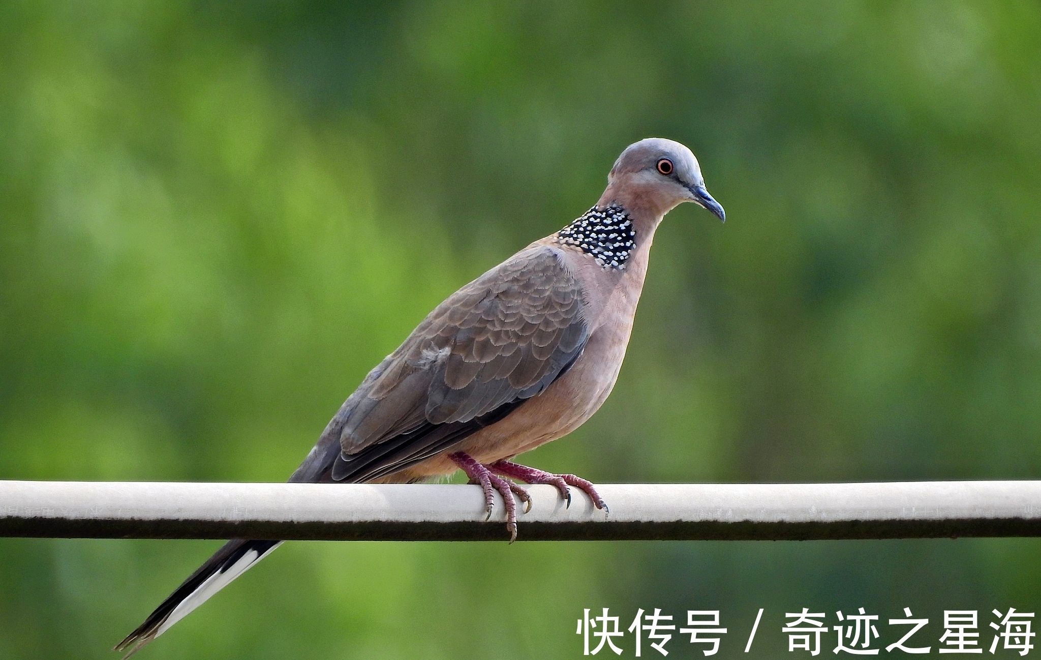 诗人&宋诗精华五首,其中一首是苏洵的压卷之作,值得一读