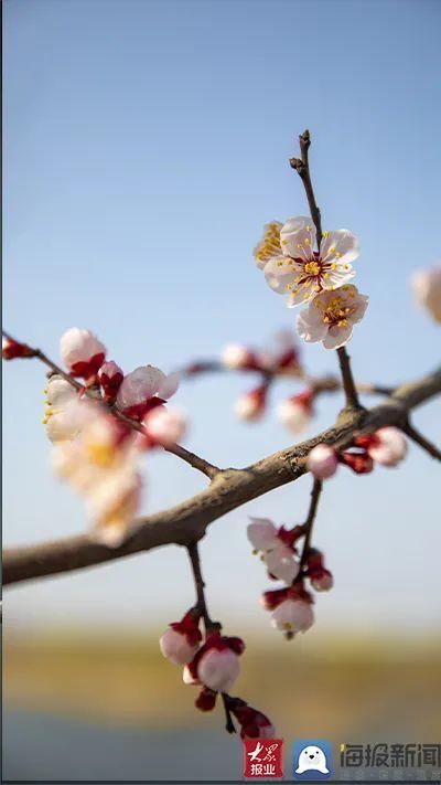 超清图片！菏泽街头“春”味渐浓，你感受到了吗？